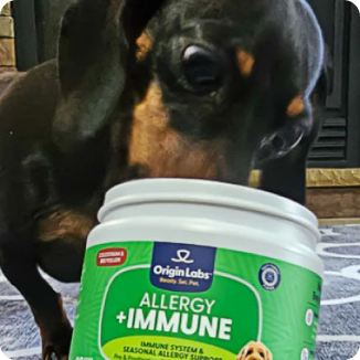 Dachshund sniffing a container of Origin Labs Allergy + Immune supplement.