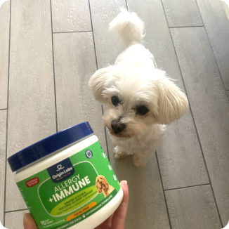 A small white dog looks at a container labeled 'Allergy + Immune.'