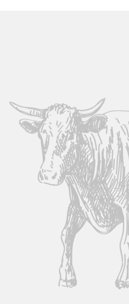 Illustration of a cow with large horns on a plain background.