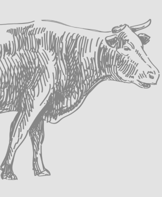 Illustration of a cow in a detailed sketch style.