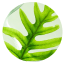 A green leaf with detailed veins and a circular shape.