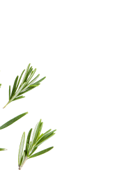 Sprigs of fresh rosemary on a white background.