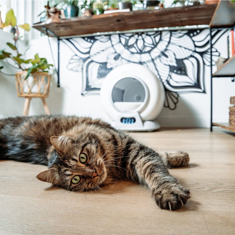 Fluffy cat lying on a wooden floor, with a modern litter box and plants in the background.
