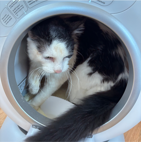 Black and white cat sitting inside a circular container, with its tail partially visible.