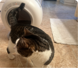 Cat standing in front of a white litter box in a tiled room.