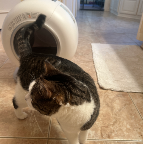 A cat is standing near a round, white automated litter box in a tiled room.