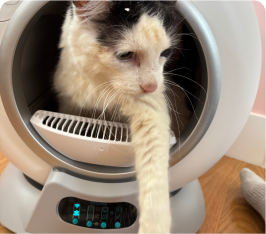 Cat inside a round automated litter box, reaching its paw outward.