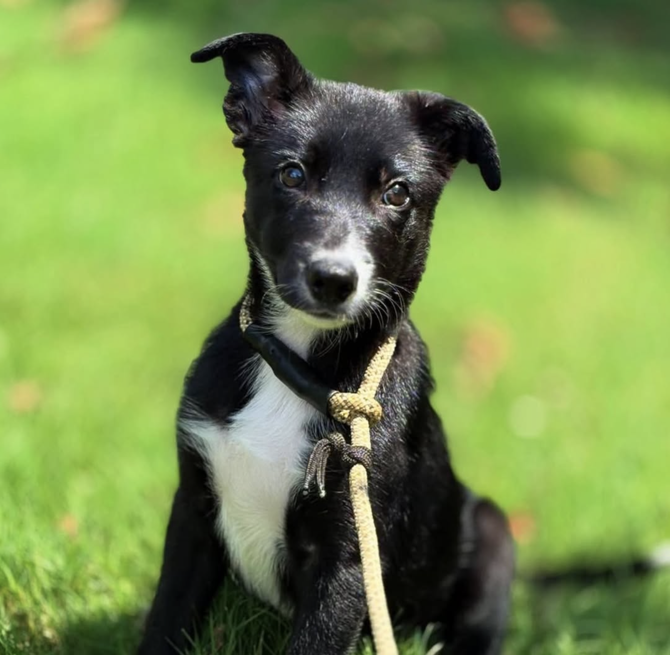 Black and white puppy sitting on grass with a rope leash.