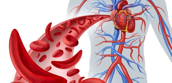Illustration of blood cells and human circulatory system with heart and vessels.