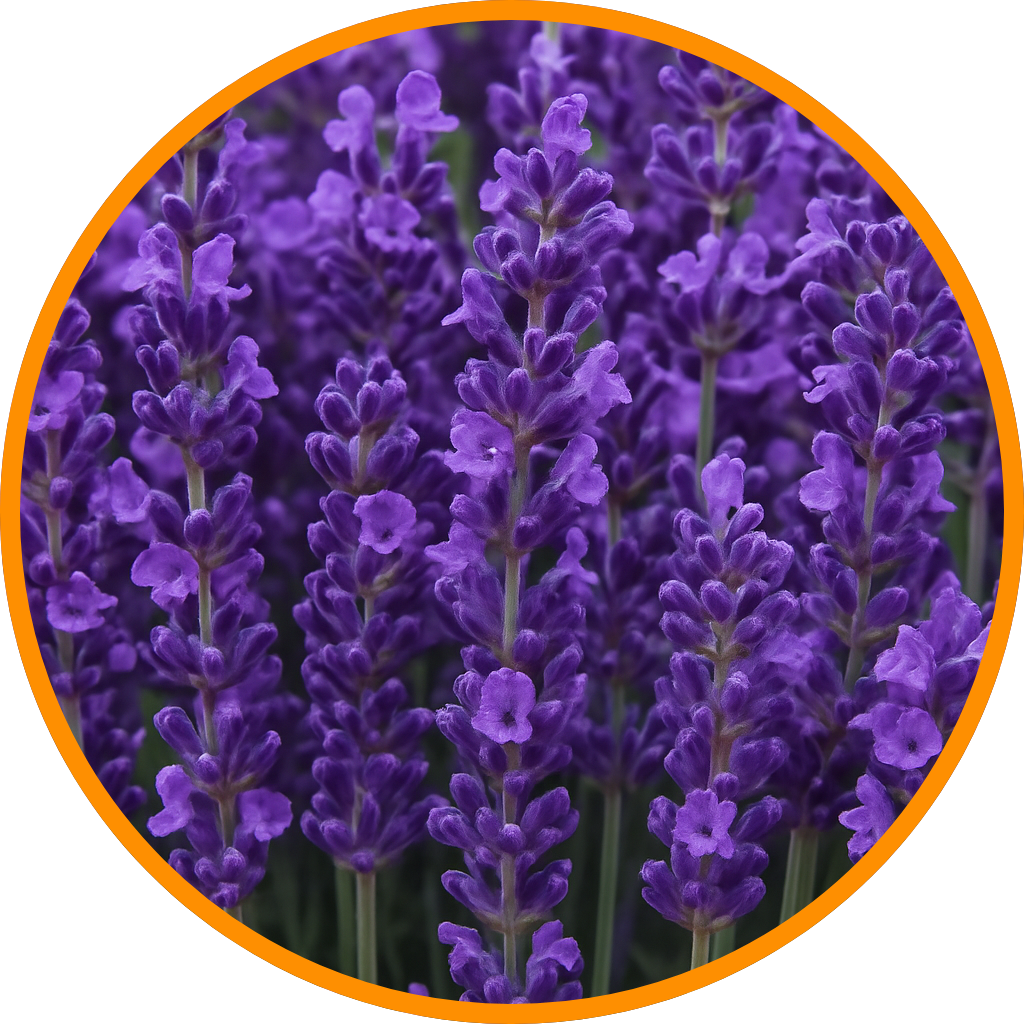 Close-up of vibrant purple lavender flowers with an orange circular border.