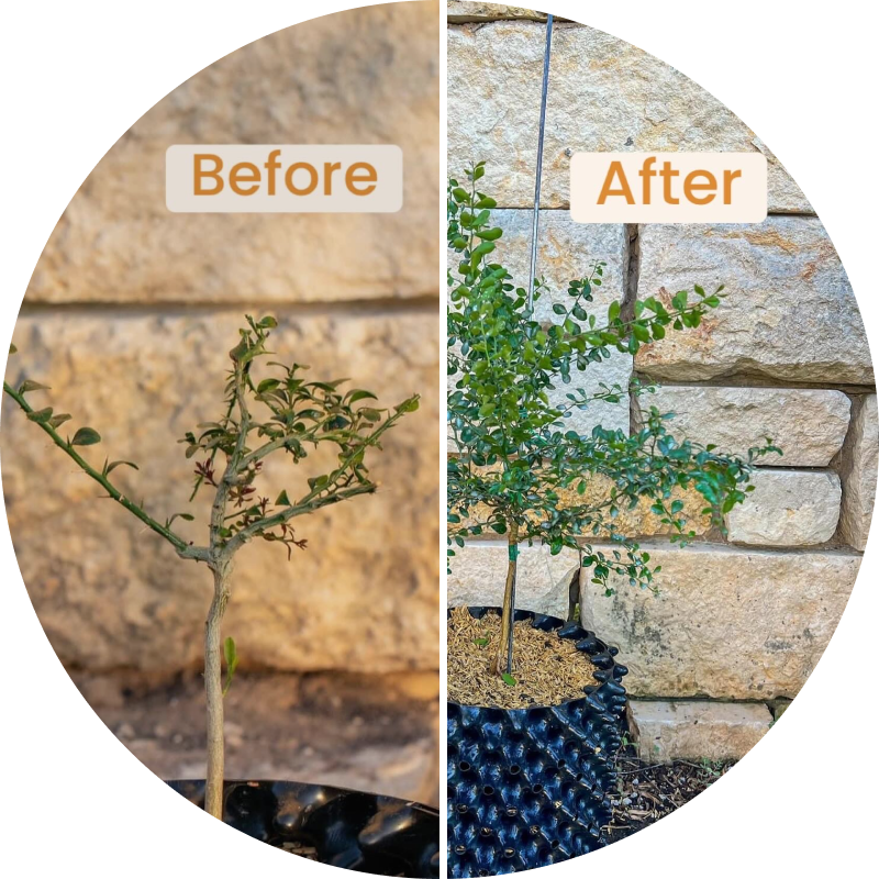 A comparison of a small plant before and after growth, against a stone wall background.