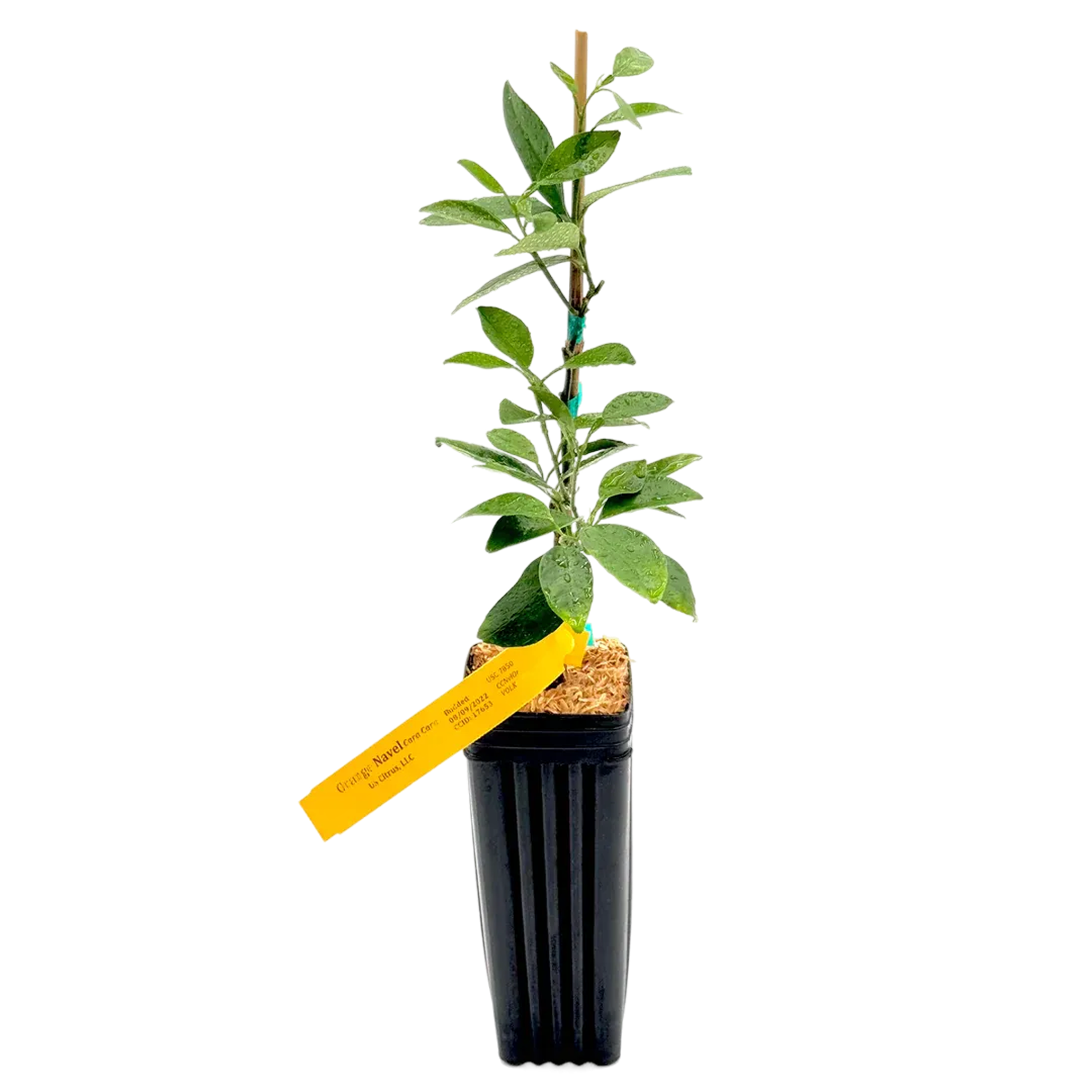 Small potted plant with green leaves and a yellow tag.