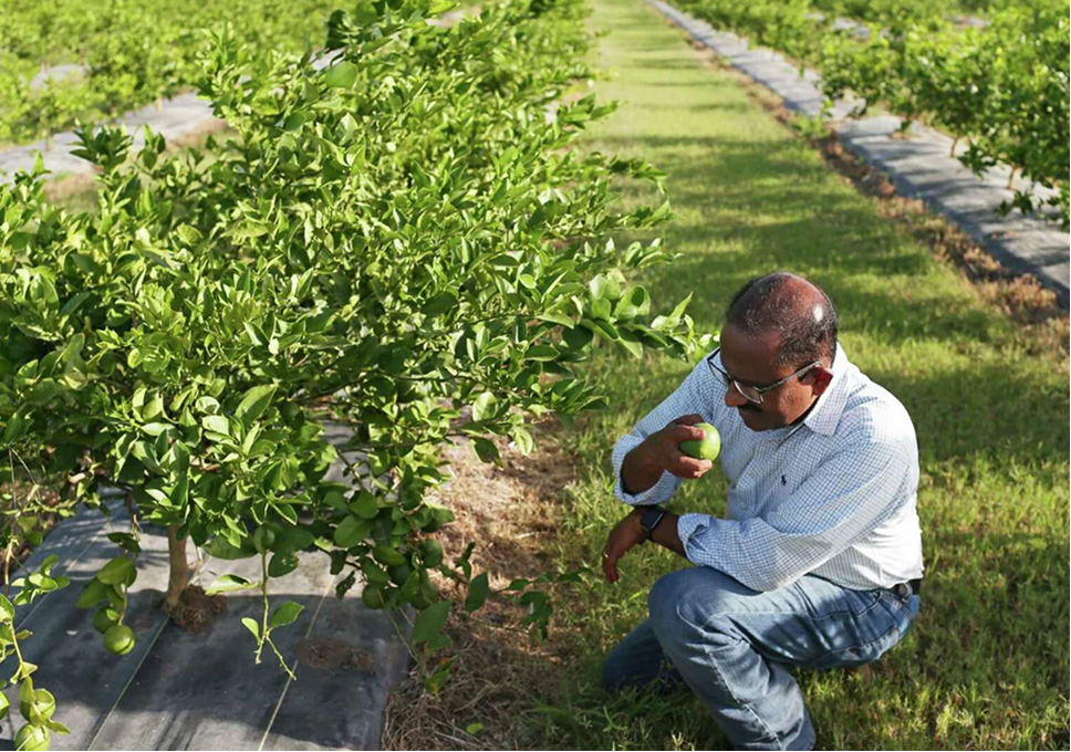 Man inspecting green fruit on a tree in an orchard.