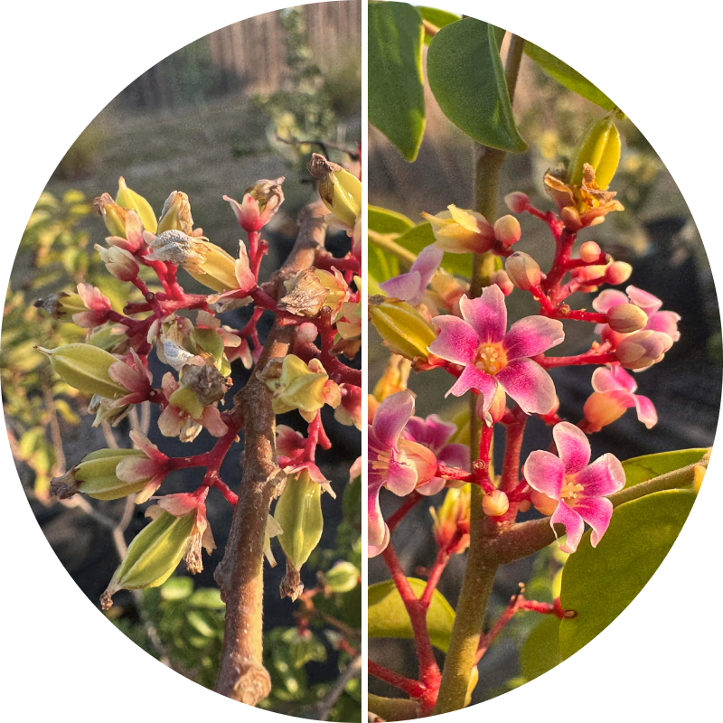 Split comparison of starfruit flowers, showing buds and blooming pink flowers.