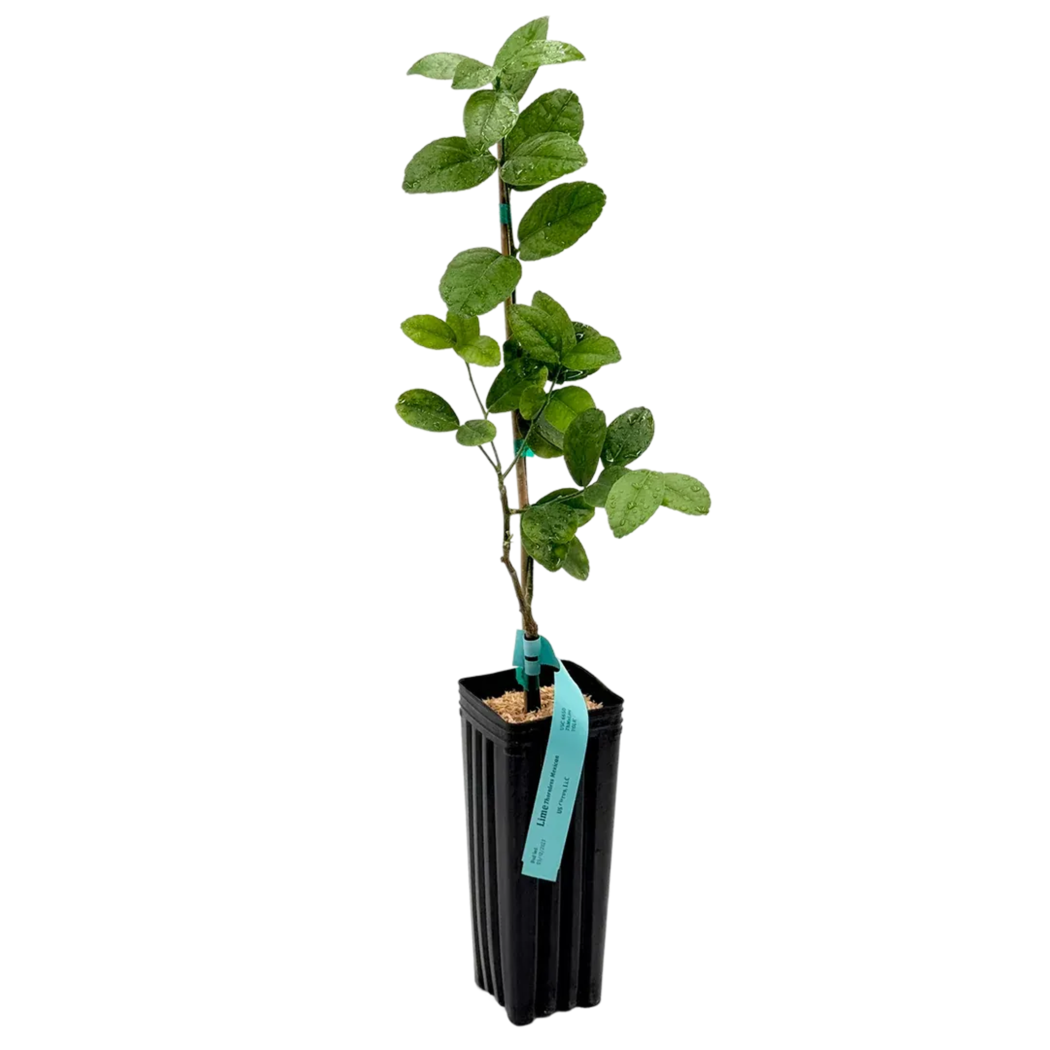 Young plant in a tall black pot with green leaves and a blue tag.