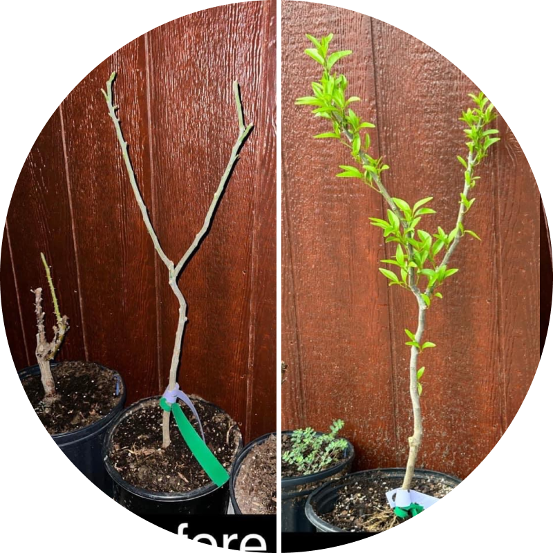 Side-by-side comparison of a bare plant and a leafy plant in pots.