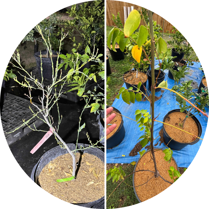 Two potted plants, one with sparse leaves, the other with more foliage, on different backgrounds.