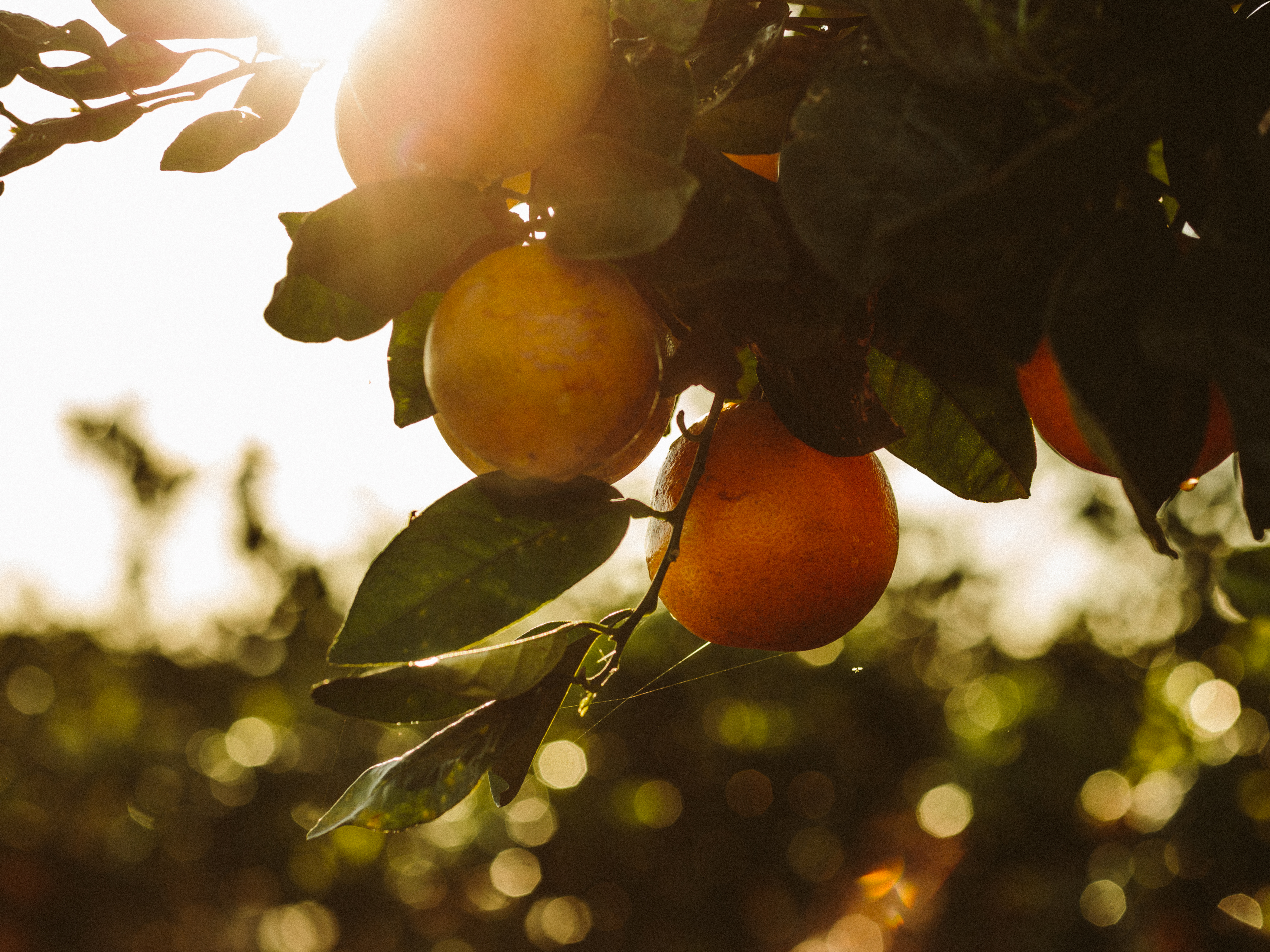 Oranges hanging on a tree branch with sunlight filtering through.