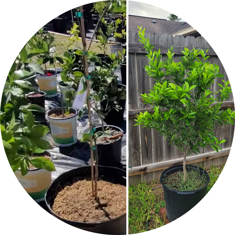 Potted plants in a garden, some with labels, beside a wooden fence.