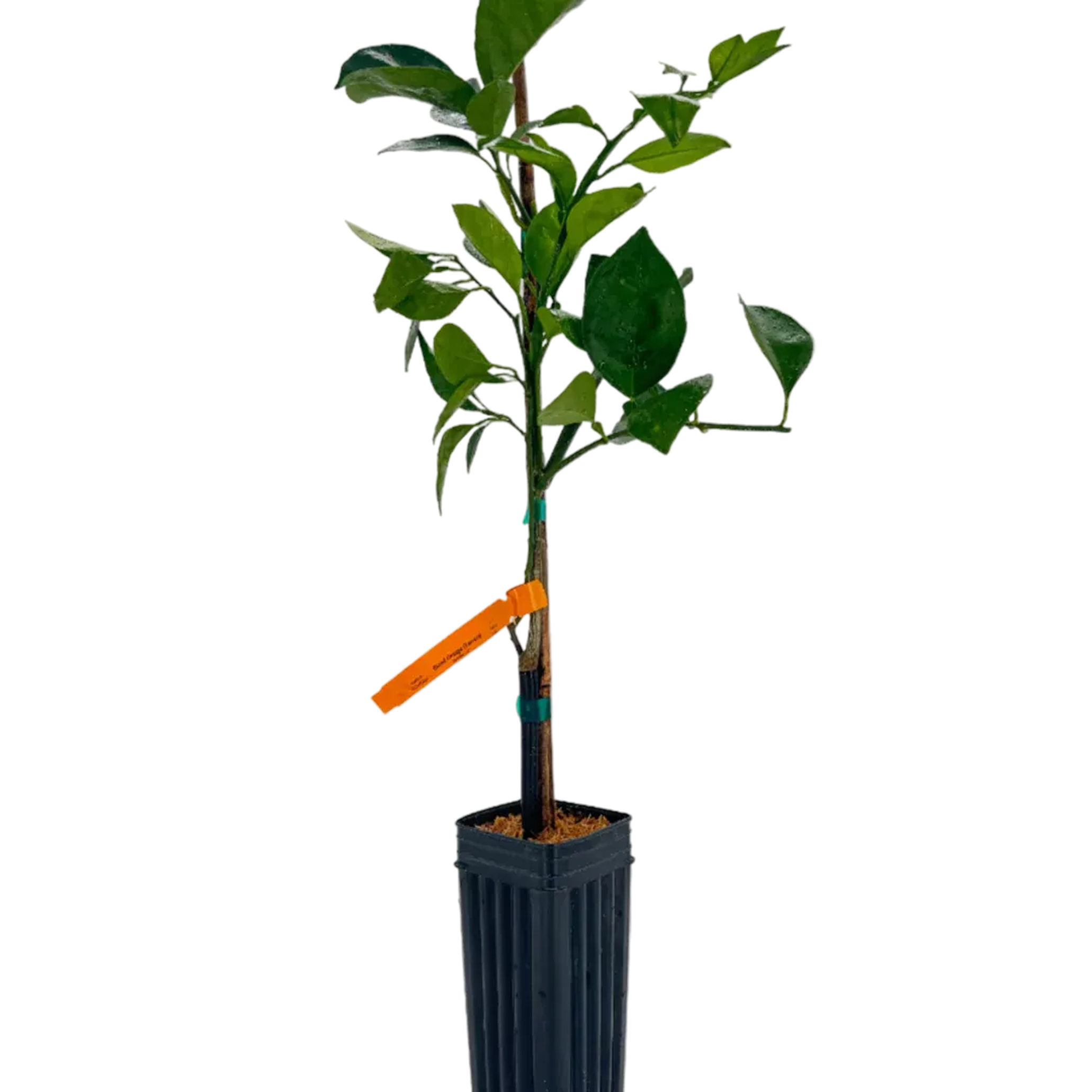 Young plant in a black pot with green leaves and orange tag.