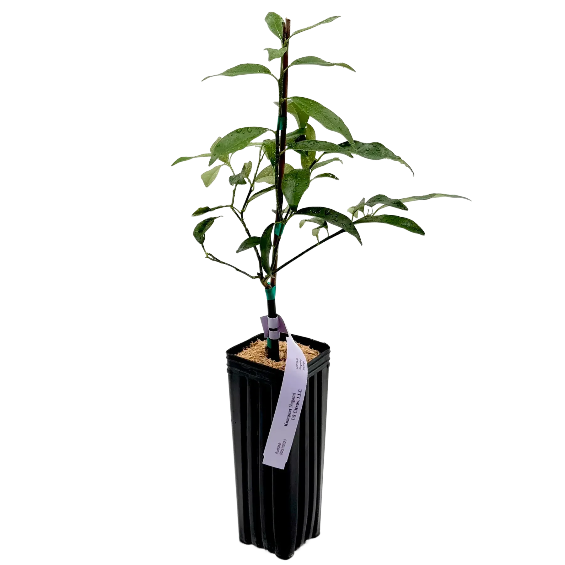 Young plant in a black pot with a label, against a black background.