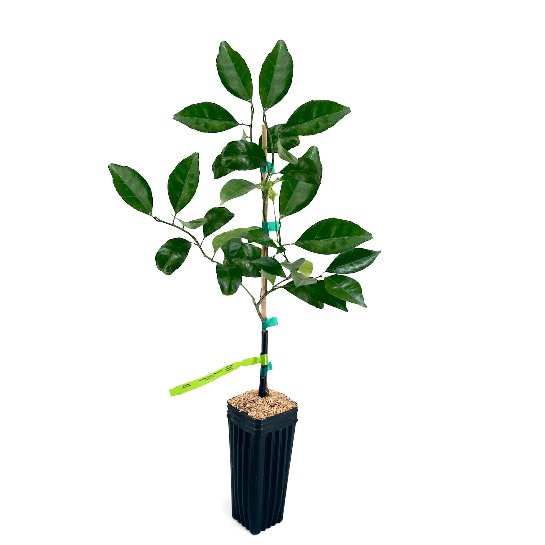 A young, leafy tree sapling in a tall black plastic pot against a plain white background.