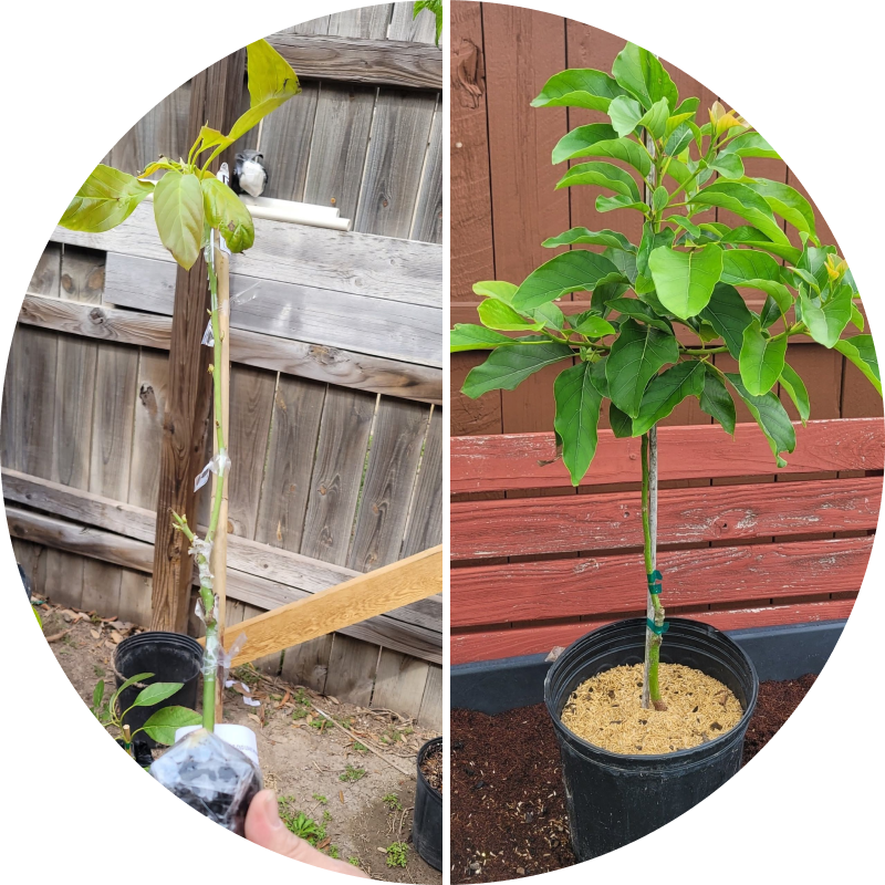 Two young potted plants in front of wooden fences.