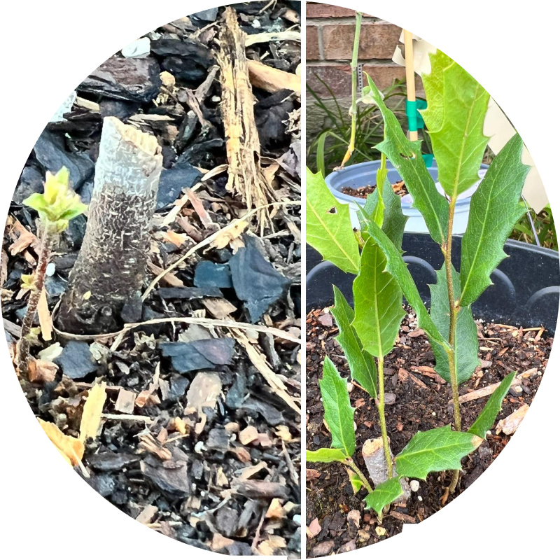 Two images: one of a cut branch sprouting, another of green leaves in a pot.