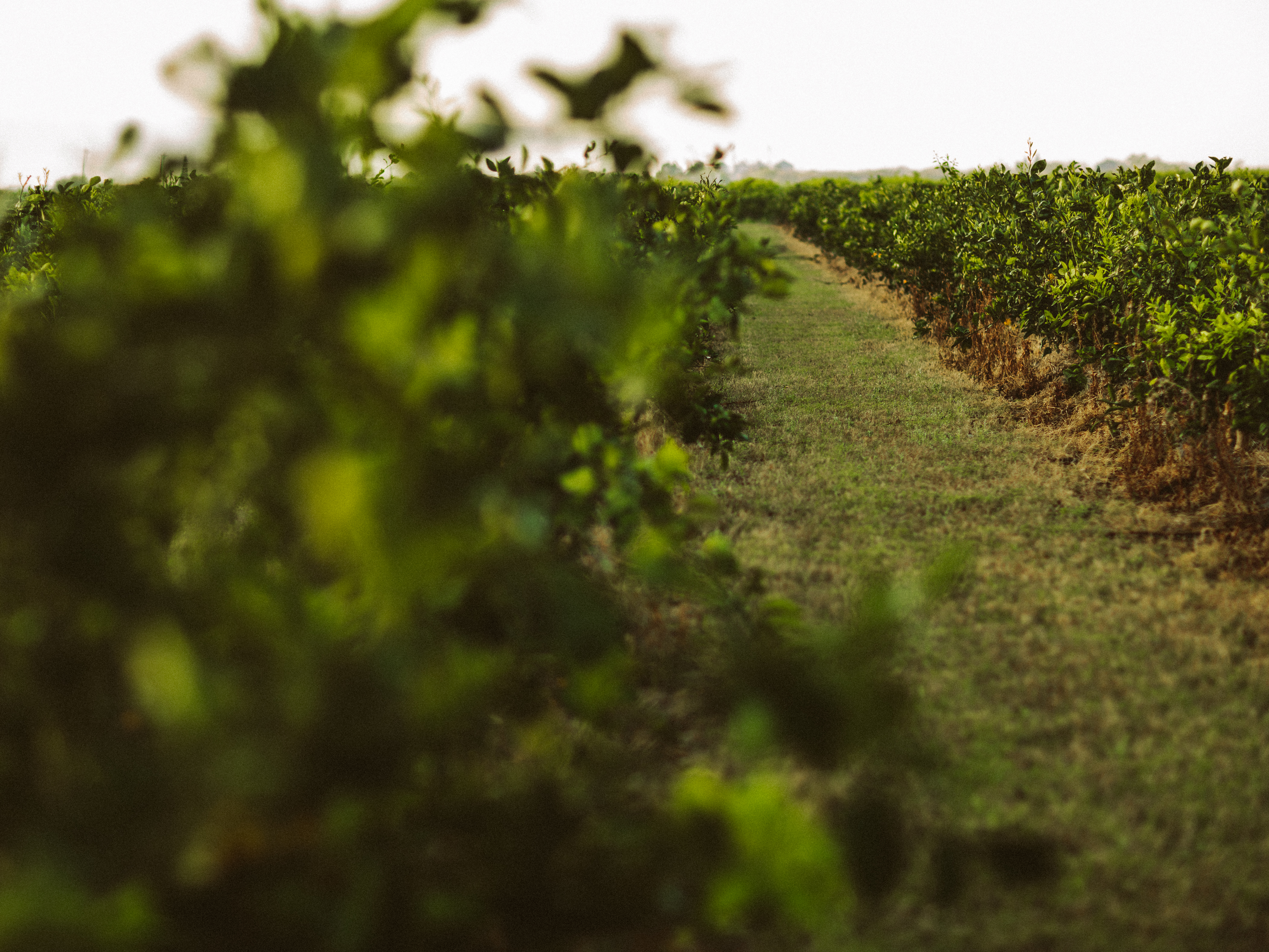 A dirt path between two rows of lush green plants.