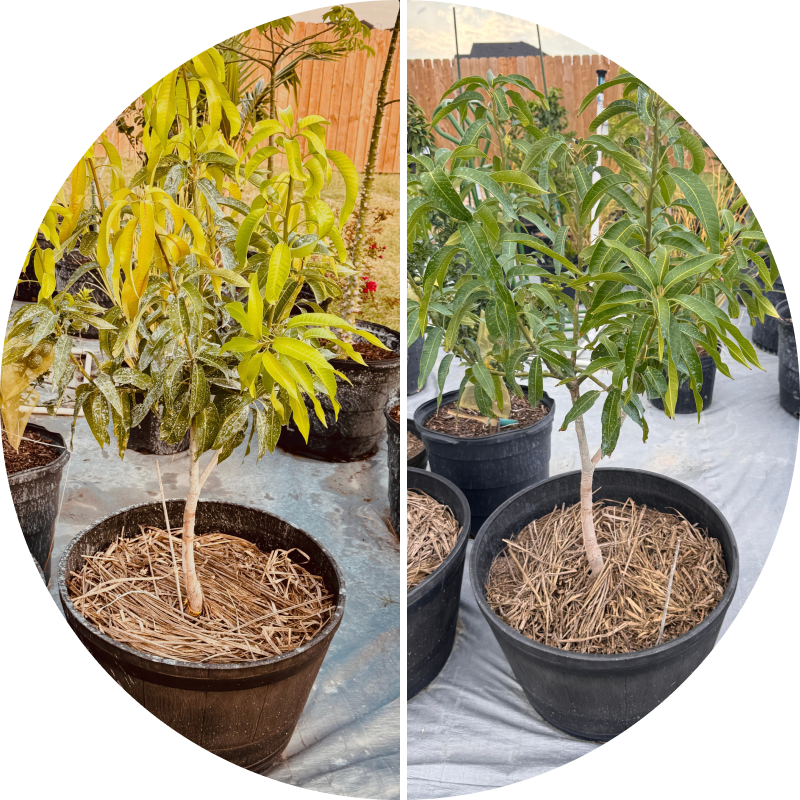 Two young trees in black pots on outdoor ground cover.