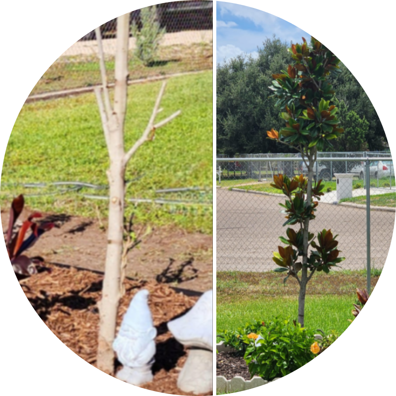 Side-by-side comparison of two small trees with different foliage.