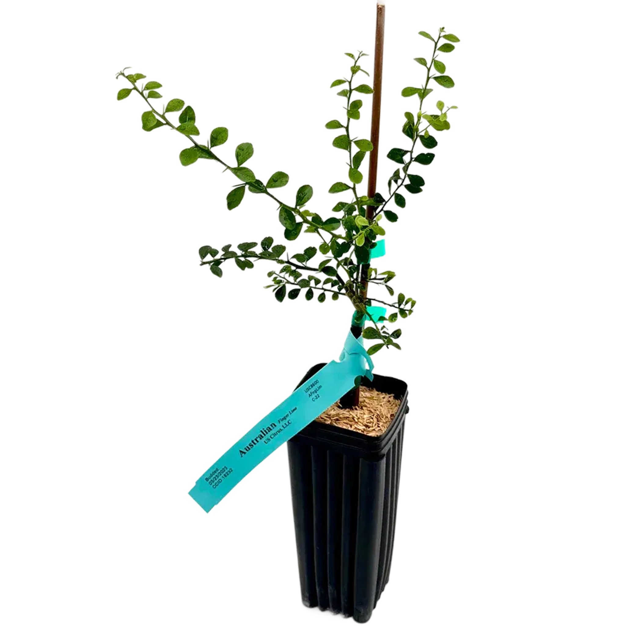 Small plant with green leaves in a black container, with a blue label attached.