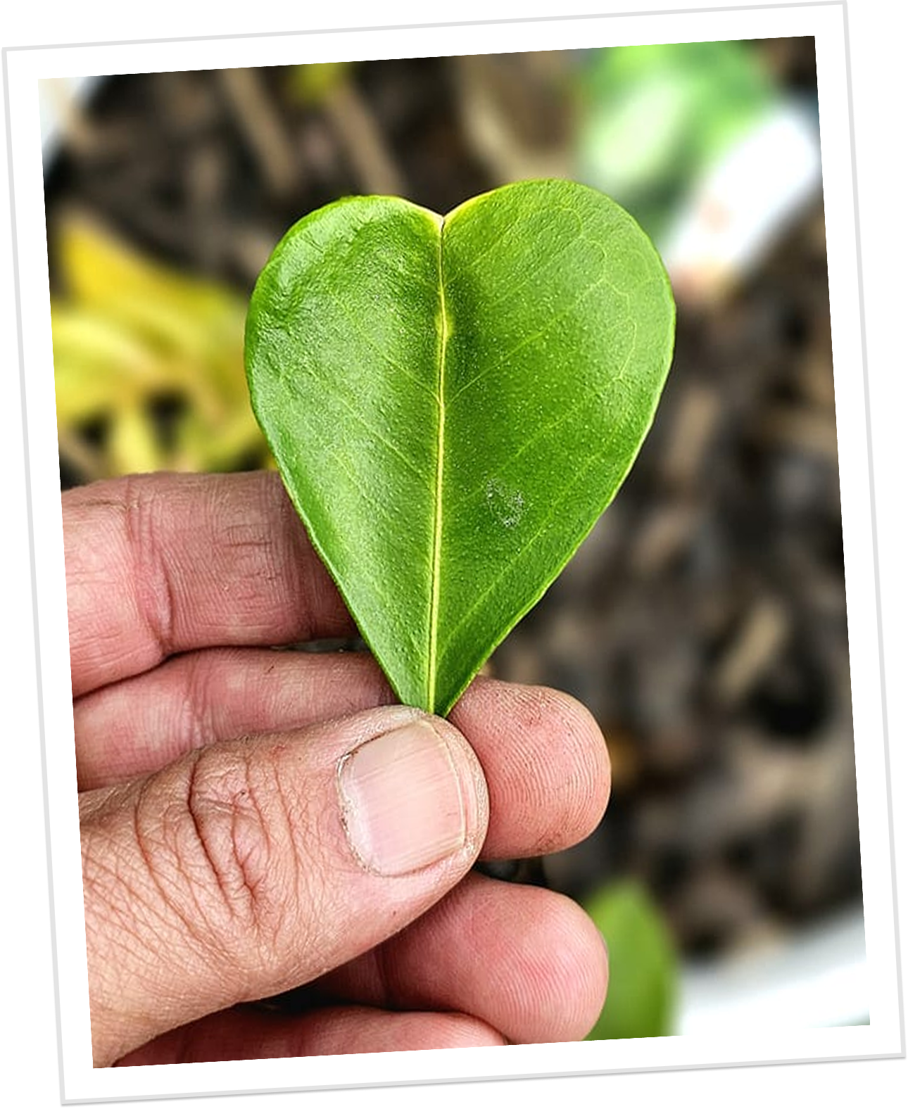 A hand holding a small, bright green heart-shaped leaf.