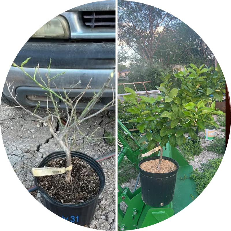 Two potted plants; one with sparse branches, the other lush and green.