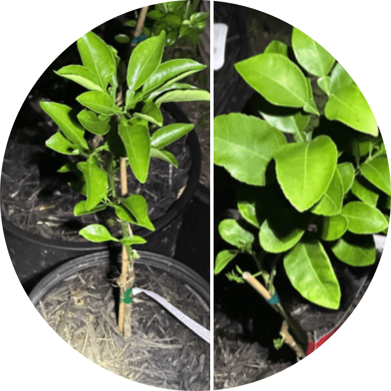 Two young potted plants with green leaves under dark lighting.