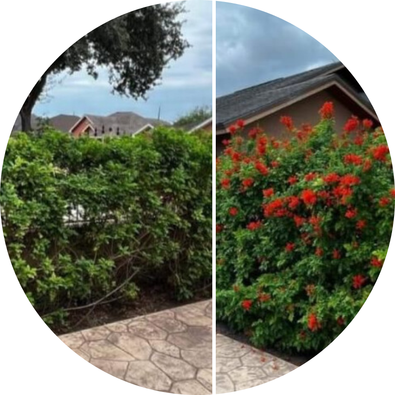 Side-by-side comparison of two hedges with different foliage.