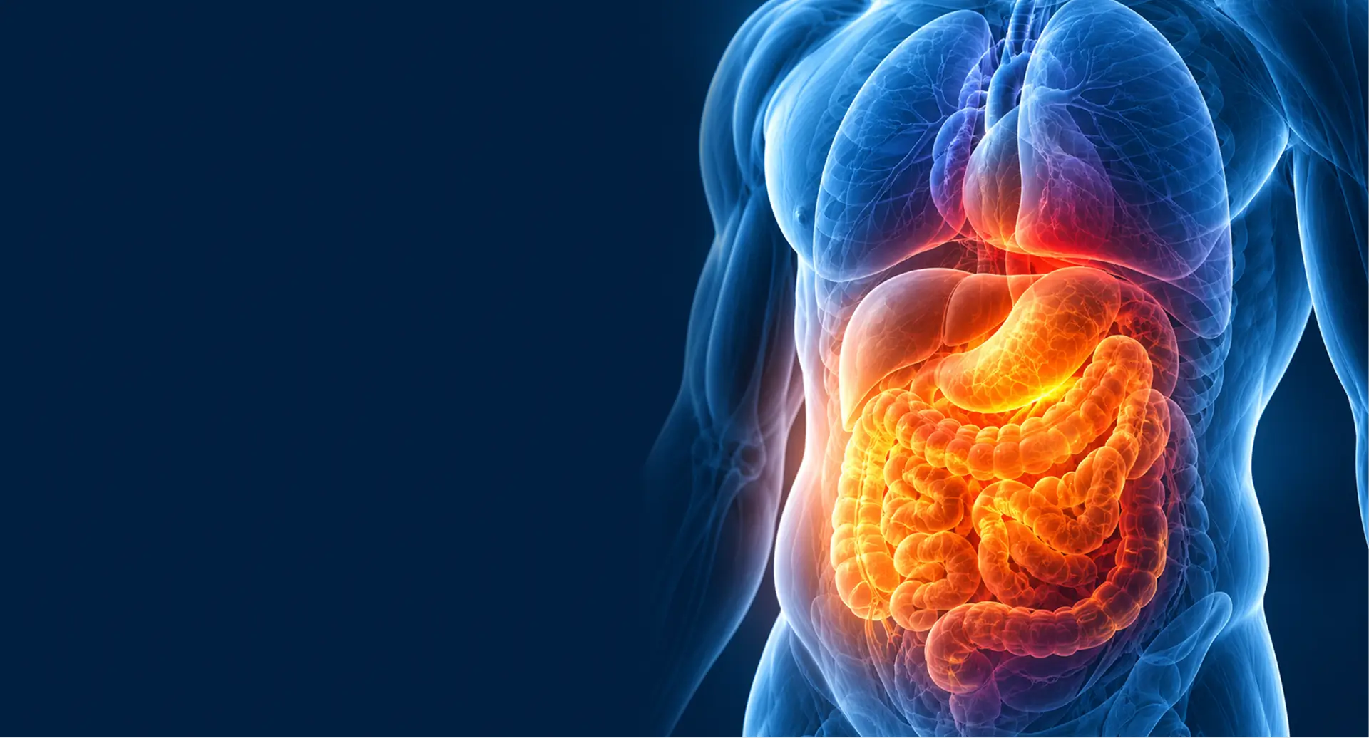 An anatomical illustration of a human torso with the digestive system highlighted in glowing orange and red.
