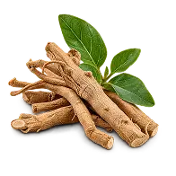 A pile of light brown roots with a small branch of green leaves on a white background.