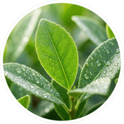 Yerba Mate