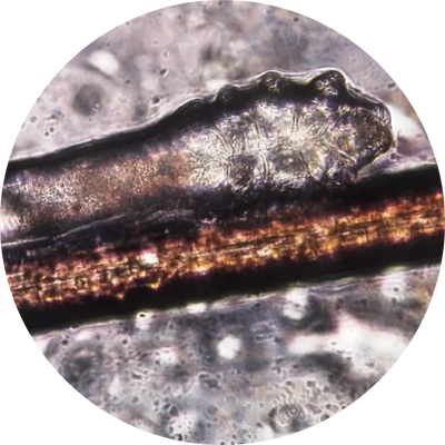 Close-up view of a hair strand under a microscope.