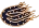 Shatavari