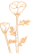 California Poppy
