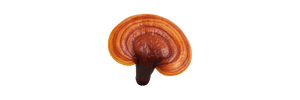 A single brown and orange mushroom on a white background.