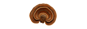 Brown and tan concentric rings of a mushroom on a white background.