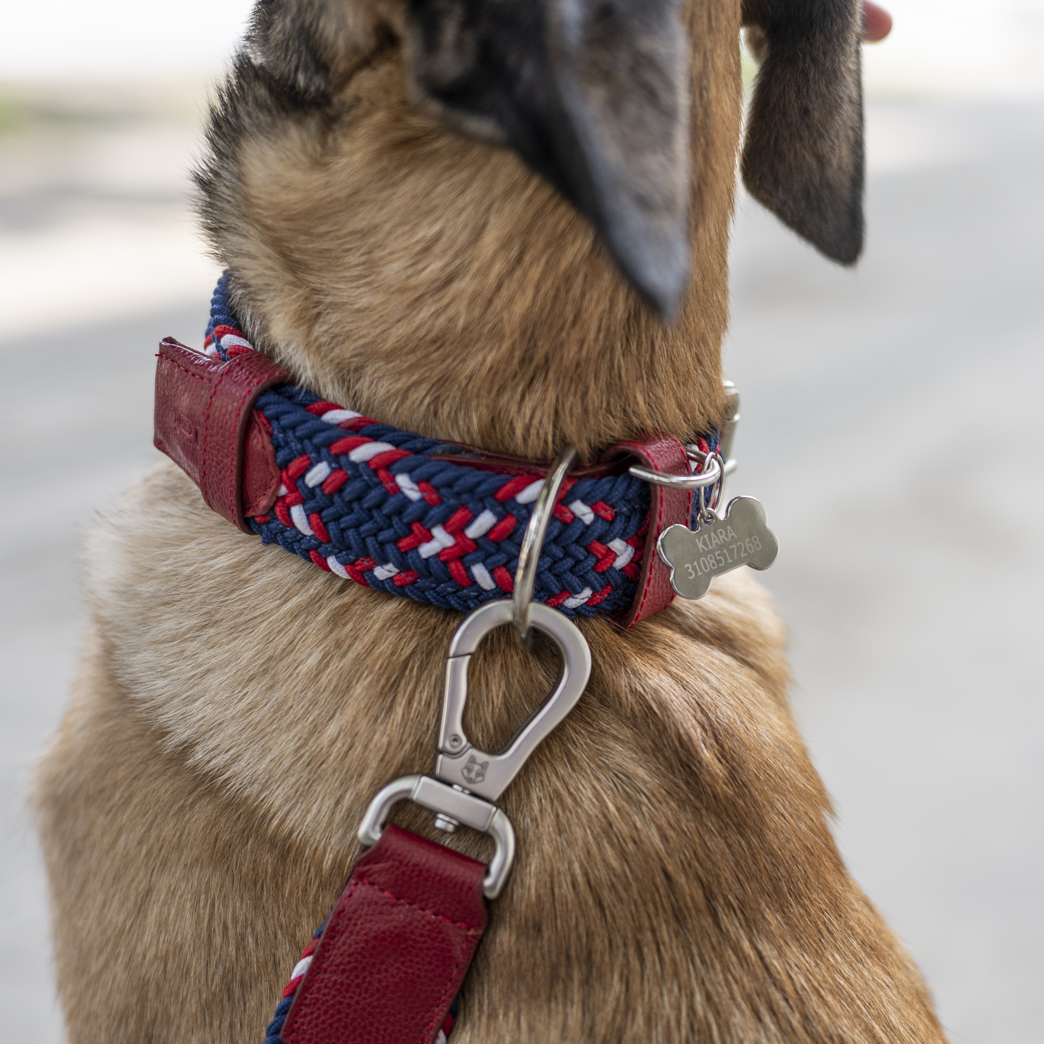 Dog wearing a red and blue braided collar with a name tag.