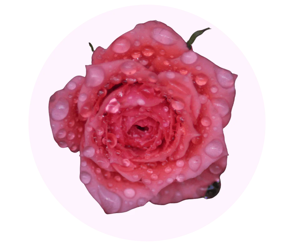 A close-up of a pink rose covered in water droplets, inside a white circle on a green background.