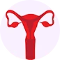 Illustration of a red uterus on a white background.