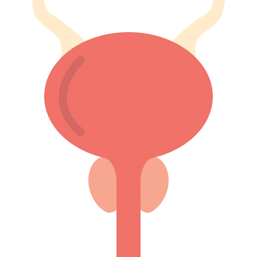 Illustration of a human bladder with ureters and urethra.