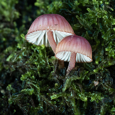 A close-up of two small, purple-capped mushrooms with white gills, growing in a patch of green moss.