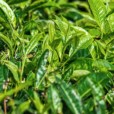A close-up shot of lush, vibrant green tea leaves on a plant.